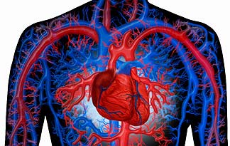 The Circulatory System… - Herbs & More | Herbs & More