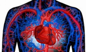 The Circulatory System…