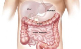 The Importance of the Intestinal System
