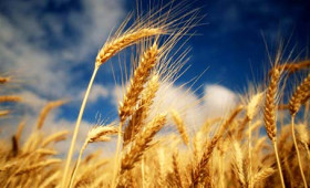 Fiber Facts and Whole-Grain Truths