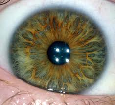 Iridology San Diego is located at Herbs & More, 760 753-7272. | Herbs ...